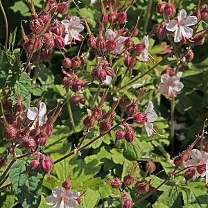 Geranium macr. 'Spessart' Pot 9cm.