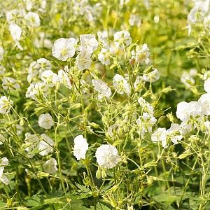 Geranium phaeum 'Album' Pot 9cm.