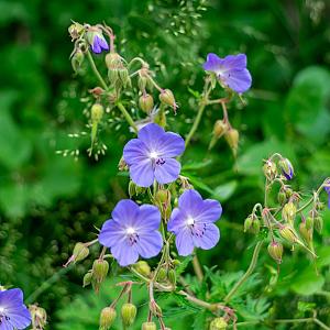 Geranium pratense Pot 9cm.