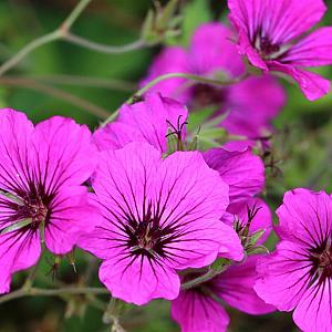 Geranium psilostemon Pot 9cm.