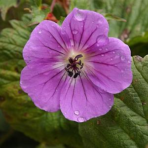 Geranium rivers. 'Russell Prichard' Pot 9cm.