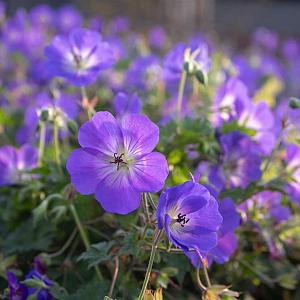 Geranium Rozanne Pot 9cm.