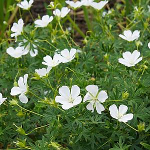Geranium sang. 'Album' Pot 9cm.