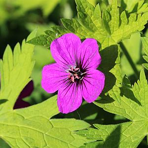 Geranium 'Ann Folkard' Pot 9cm.