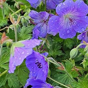Geranium 'Johnson's Blue' Pot 9cm.