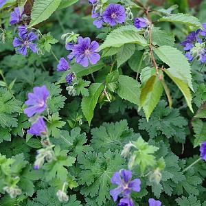 Geranium 'Philippe Vapelle' Pot 9cm.