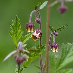 Geum rivale Pot 9cm.