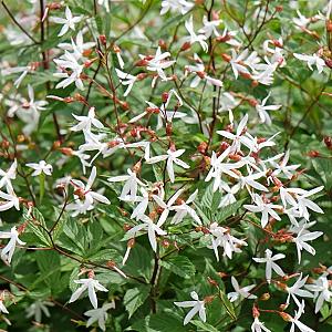 Gillenia trifoliata Pot 9cm.
