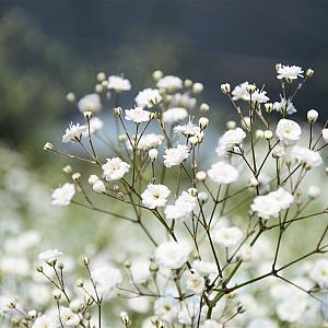 Gypsophila paniculata Pot 9cm.