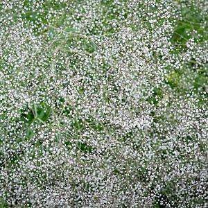 Gypsophila pan. 'Bristol Fairy' Pot 9cm.