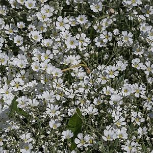 Gypsophila repens 'Alba' Pot 9cm.