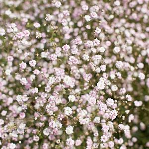Gypsophila 'Rosenschleier' Pot 9cm.