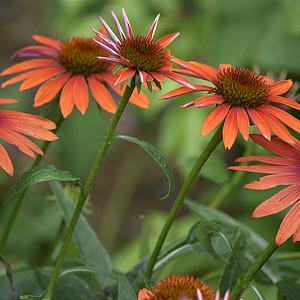 Echinacea purpurea Tomato Soup Pot 9cm.