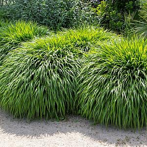 Hakonechloa macra Pot 9cm.