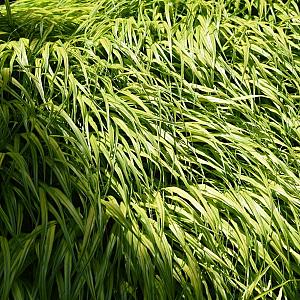 Hakonechloa macra 'Aureola' Pot 9cm.