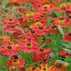 Helenium 'Rubinzwerg' Pot 9cm.