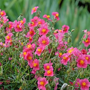 Helianthemum 'Ben Hope' Pot 9cm.