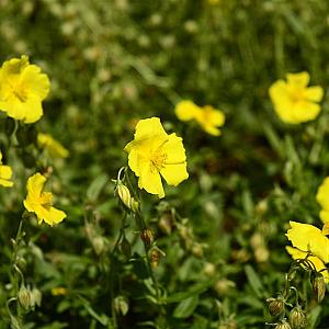 Helianthemum 'Golden Queen' Pot 9cm.