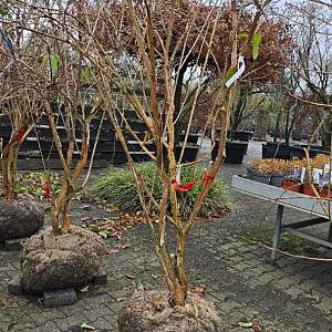 Heptacodium miconioides Container 10lt. 80/100cm.