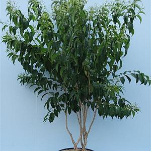 Heptacodium miconioides Meerstammig Container 80lt. 200/250cm.