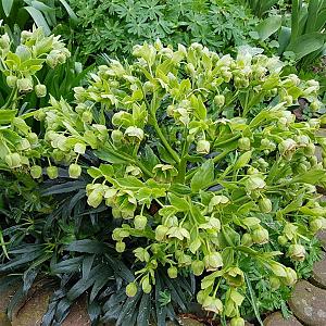 Helleborus foetidus Pot 9cm.
