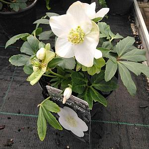 Helleborus niger Pot 9cm.