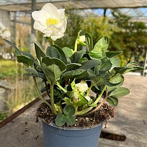 Helleborus niger 'Christmas Carol' Container 2lt.