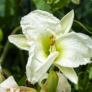 Hemerocallis 'Gentle Shepherd' Pot 9cm.