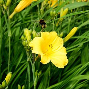 Hemerocallis 'Happy Returns' Pot 9cm.