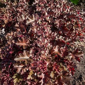 Heuchera 'Chocolate Ruffles' Pot 9cm.