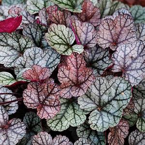 Heuchera 'Silver Scrolls' Pot 9cm.