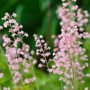 Heucherella alba 'Bridget Bloom' Pot 9cm.