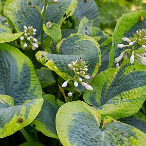 Hosta sieb. 'Frances Williams' Pot 9cm.