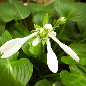 Hosta 'August Moon' Pot 9cm.
