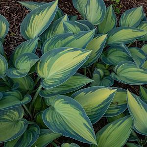 Hosta 'June' Pot 9cm.
