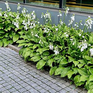 Hosta 'Royal Standard' Pot 9cm.
