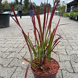Imperata cylindrica 'Red Baron' Pot 9cm.