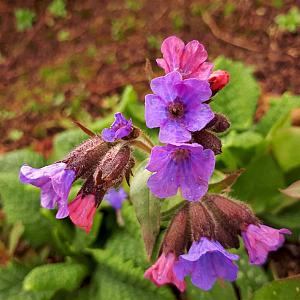 Pulmonaria sacch. 'Mrs Moon' Pot 9cm.