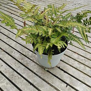 Arachnoides a. 'Variegata' Container 3lt.