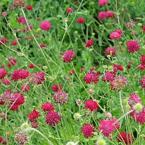 Knautia macedonica Pot 9cm.