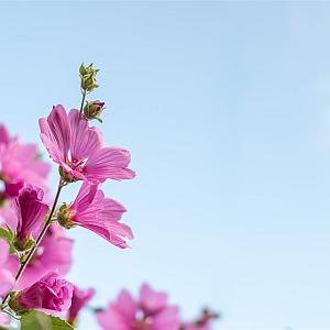 Lavatera 'Rosea' Pot 9cm.
