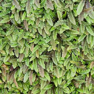 Leptinella squalida Pot 9cm.