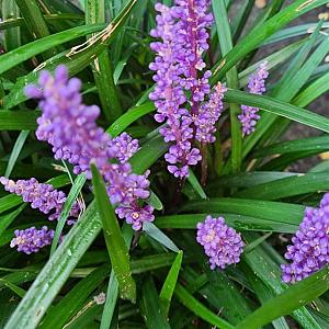 Liriope muscari 'Ingwersen' Pot 9cm.