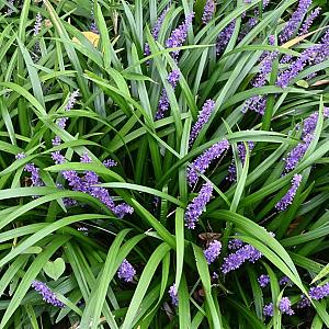 Liriope muscari 'Big Blue' Pot 9cm.