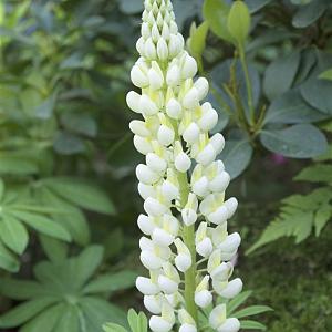 Lupinus 'Gallery White' Pot 9cm.