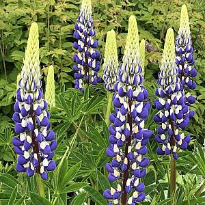 Lupinus 'The Governor' Pot 9cm.