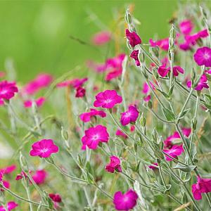 Lychnis coronaria Pot 9cm.