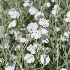 Lychnis coronaria 'Alba' Pot 9cm.