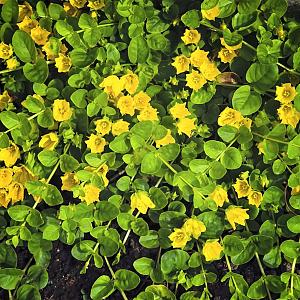 Lysimachia nummularia Pot 9cm.