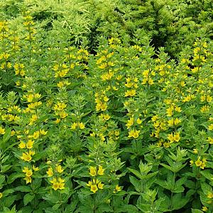 Lysimachia punctata Pot 9cm.